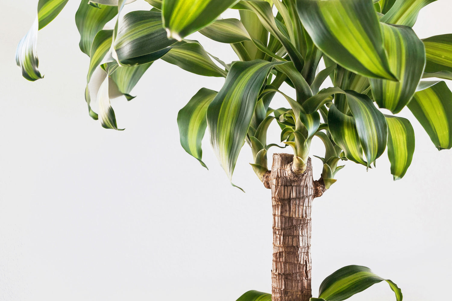 Dracaena : Care, Types, & Propagation