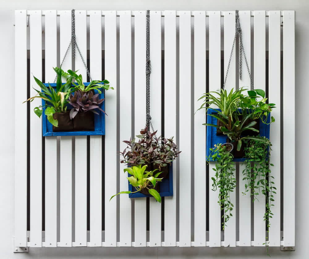 Top 10 vertical garden plants