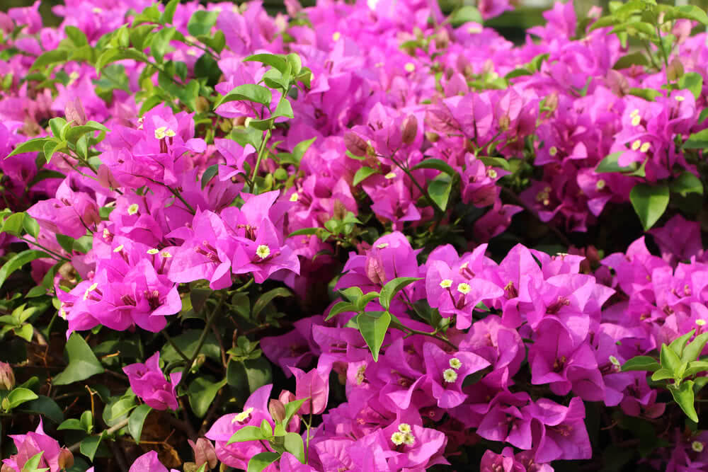 How to Grow Bougainvillea: Some Basics to Know