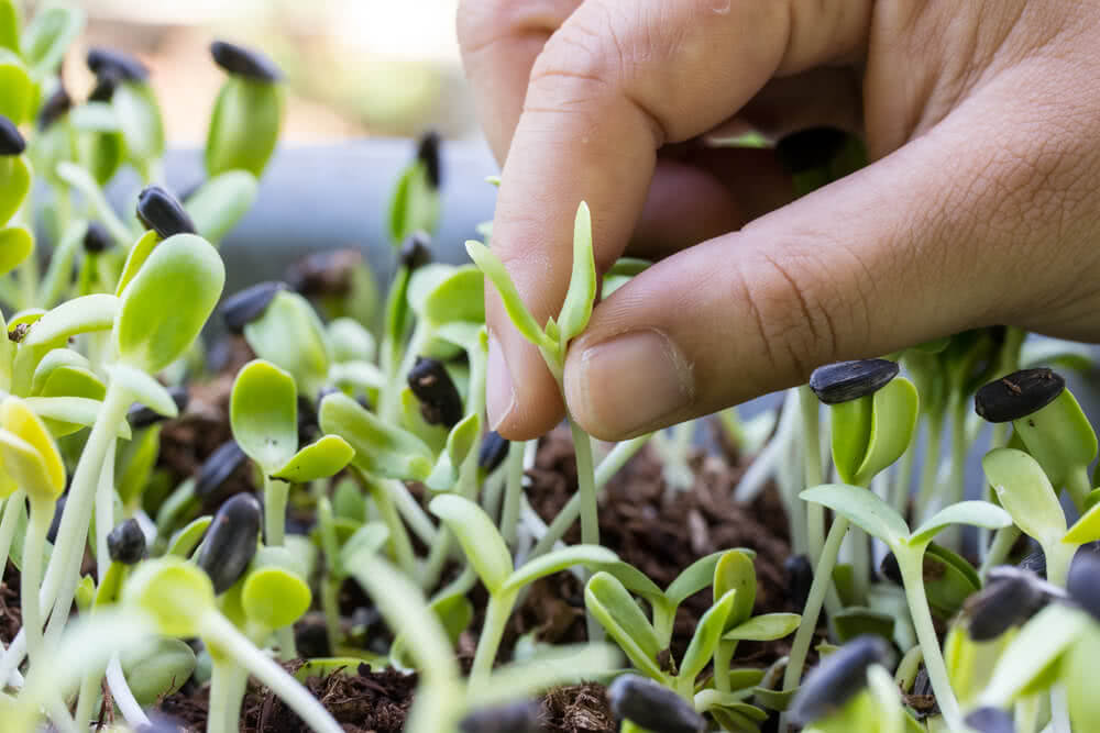 How Well Do You Know Plant Shoots?