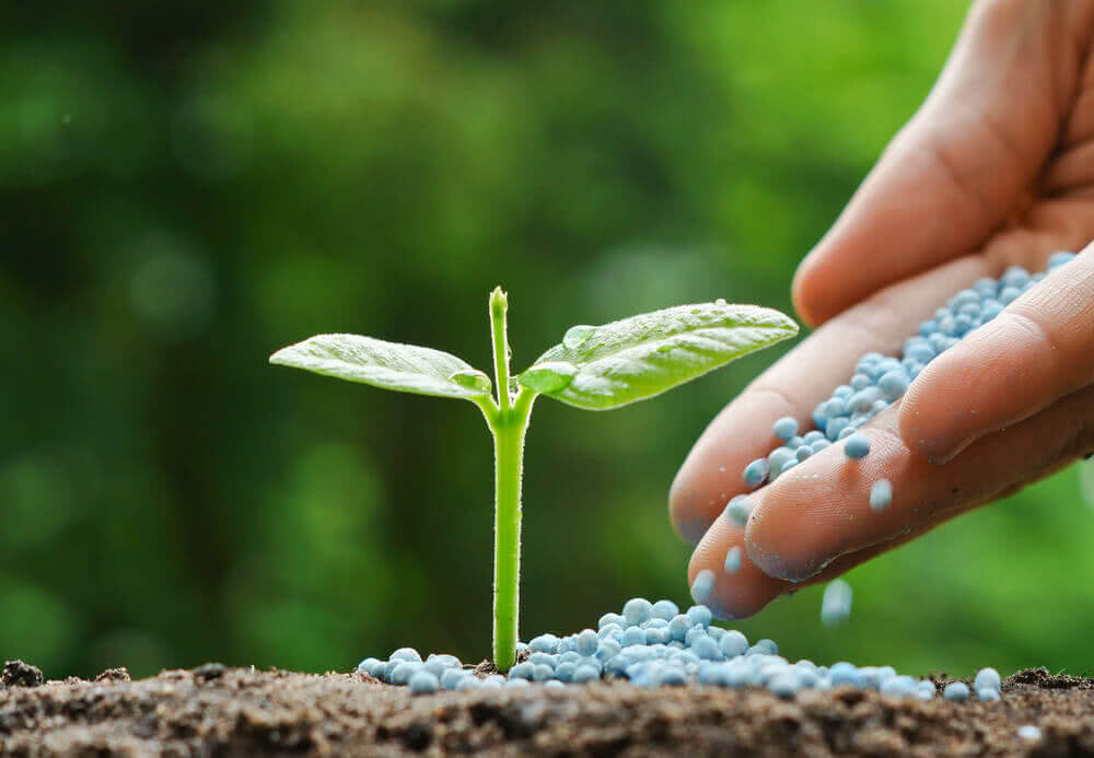 10 Types of Fertilizers That Help To Grow Plants