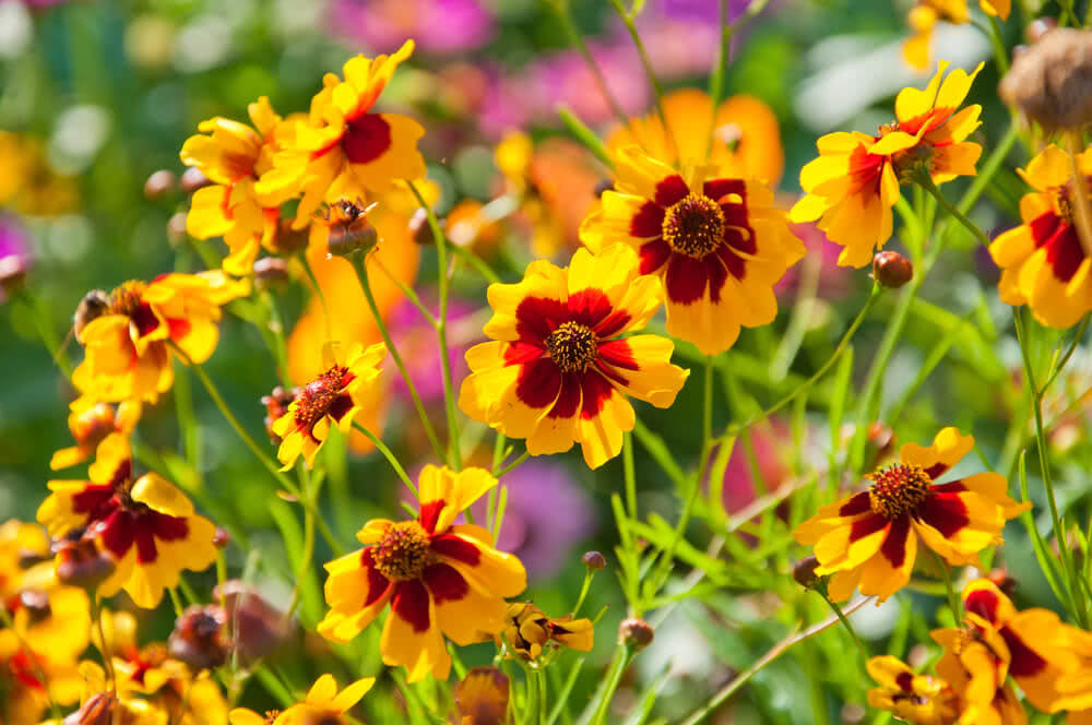 Growing Coreopsis