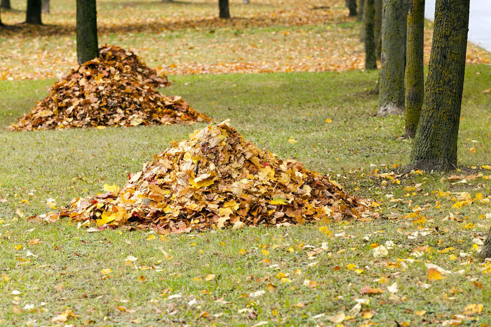 Fallen Leaves: Abundant Uses and Countless Benefits