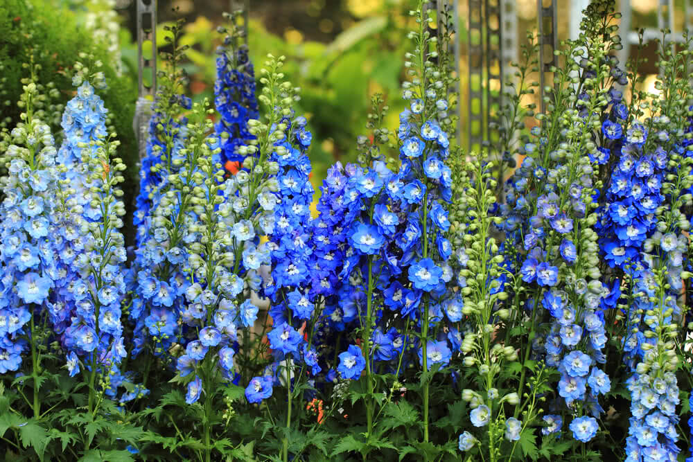 How to Grow Larkspur Flowers