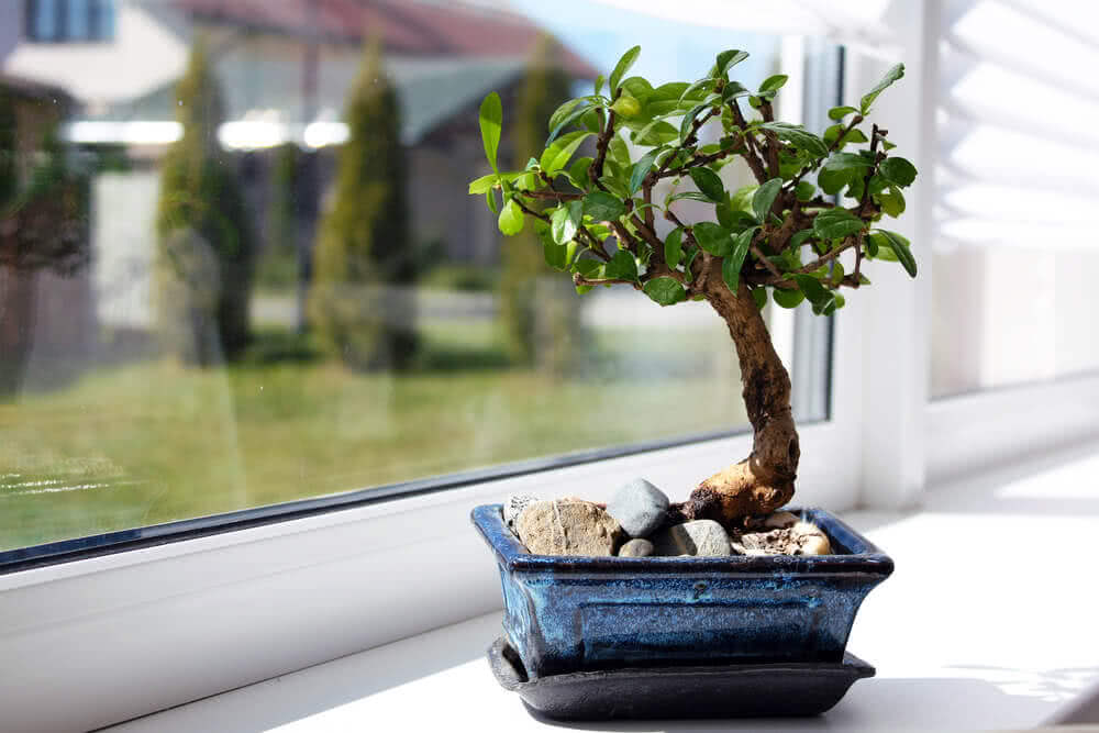 Repotting a Bonsai Plant