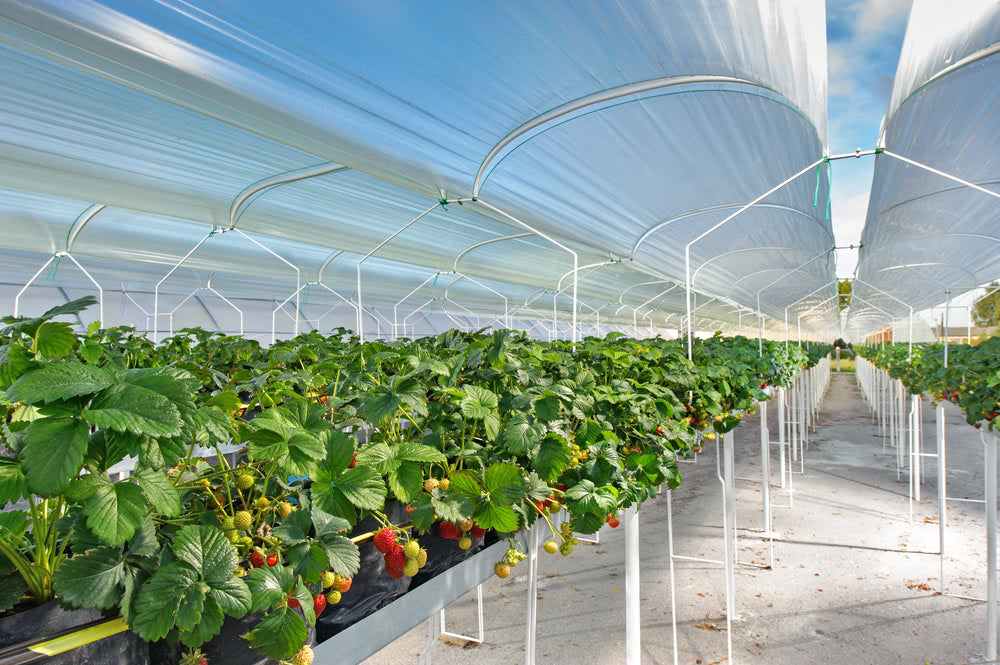 All You Need To Know About Greenhouses