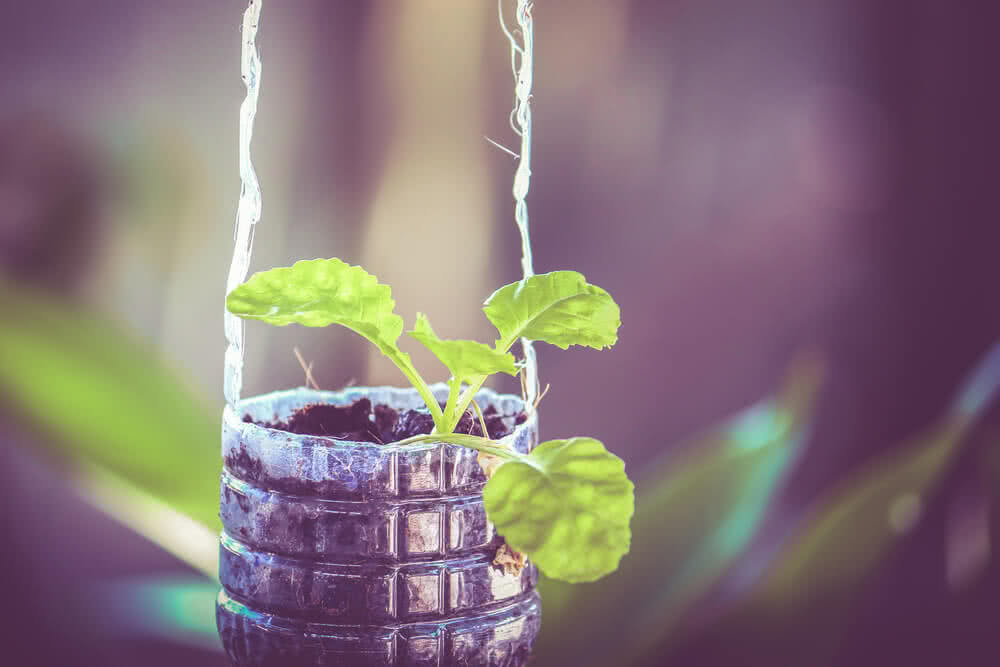 Turn plastic bottles into container gardens