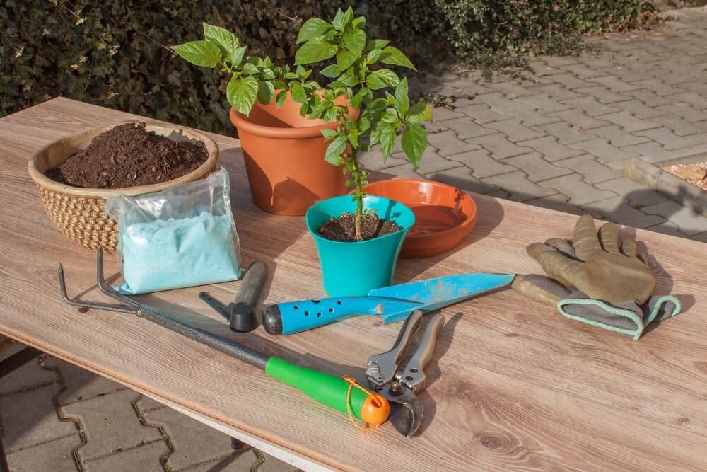 Growing Pepper Plants