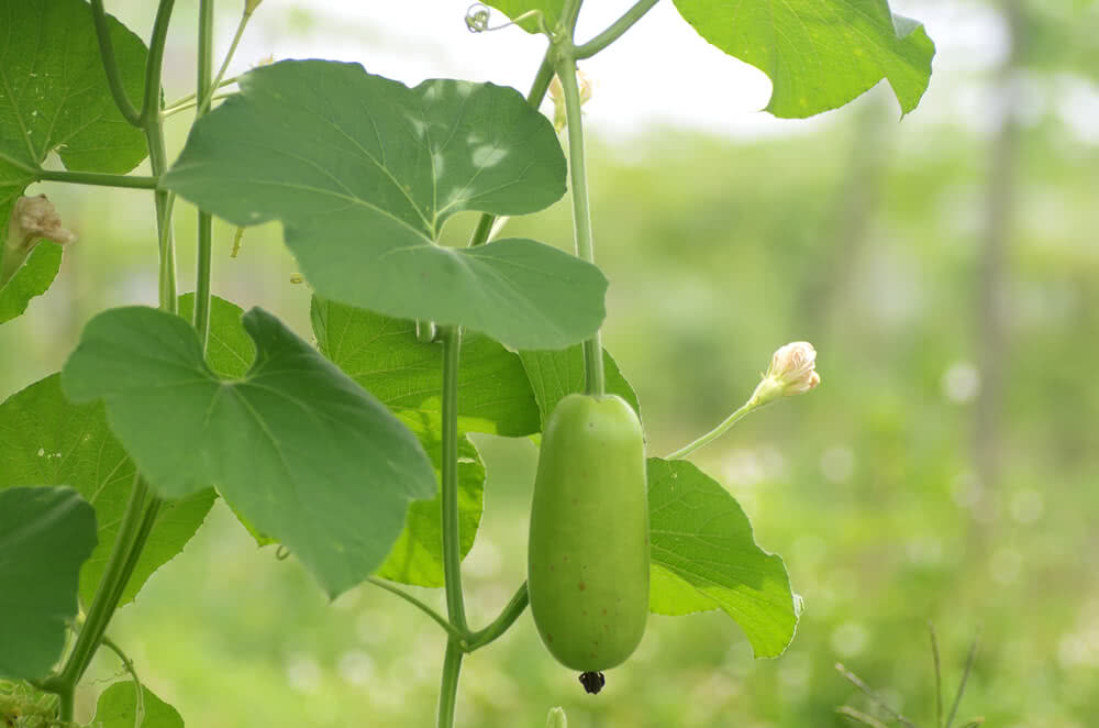 Growing Bottle gourd