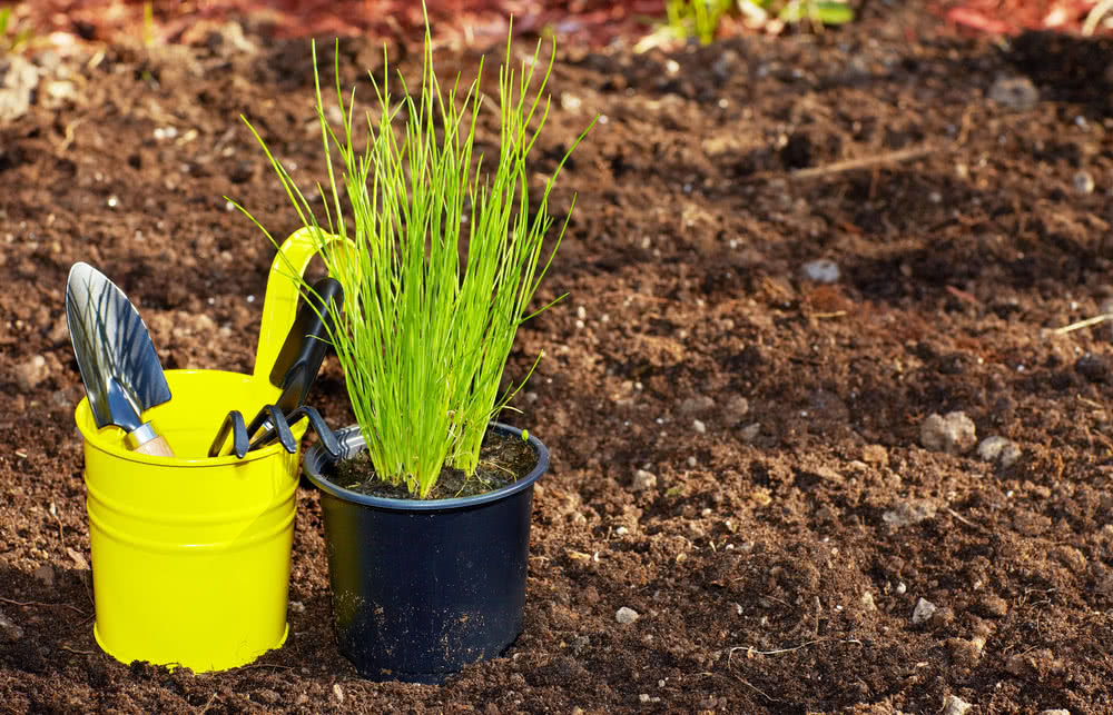 Growing Chives