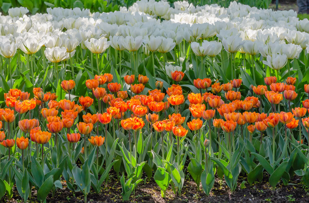 Indian Tricolour Gardening