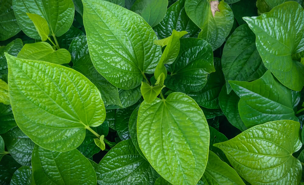 Betel leaf (Maghai paan): Medicinal plant for home