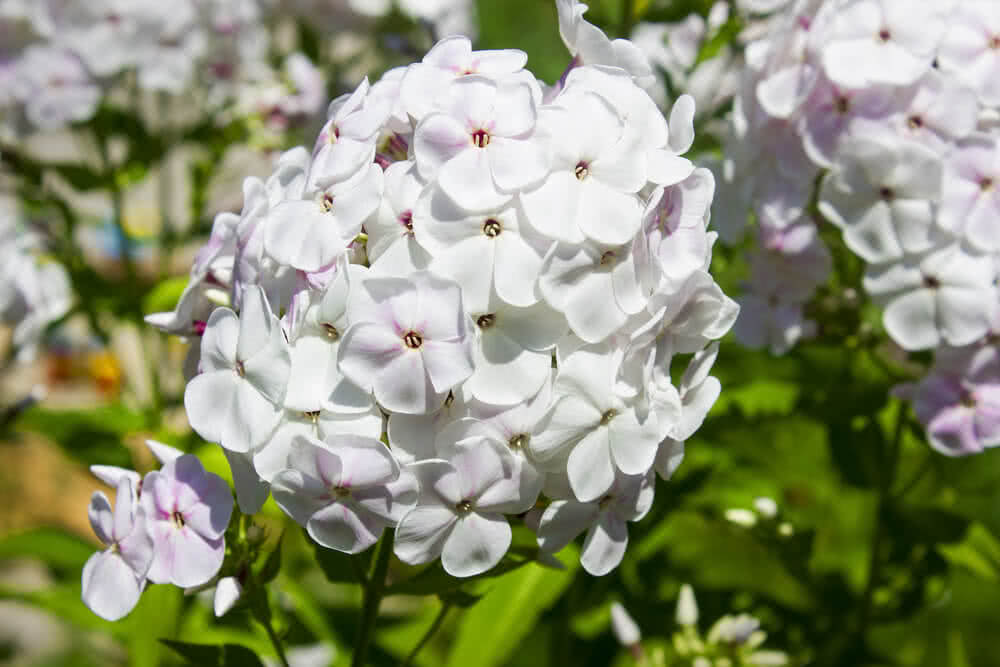 Top 10 Most Fragrant Flowers in India