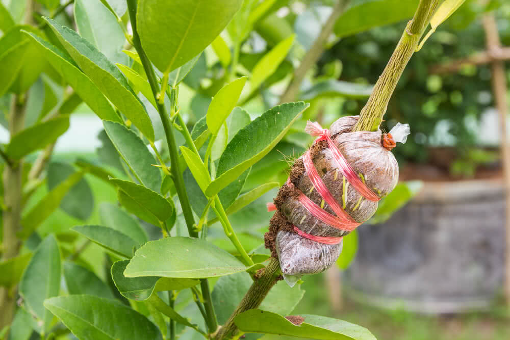 Air Layering to Grow Plants