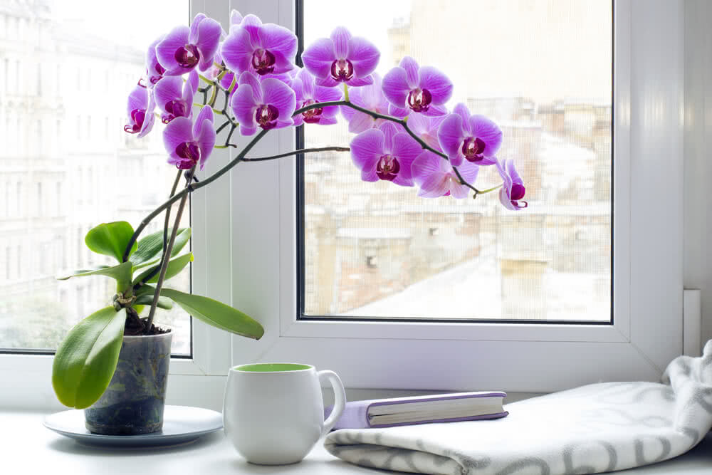 Growing Orchids Indoors