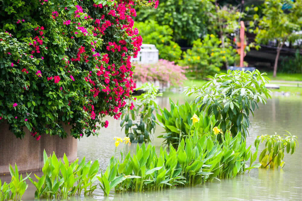 Marsh Gardening! A Perfect Solution for Swampy Soil