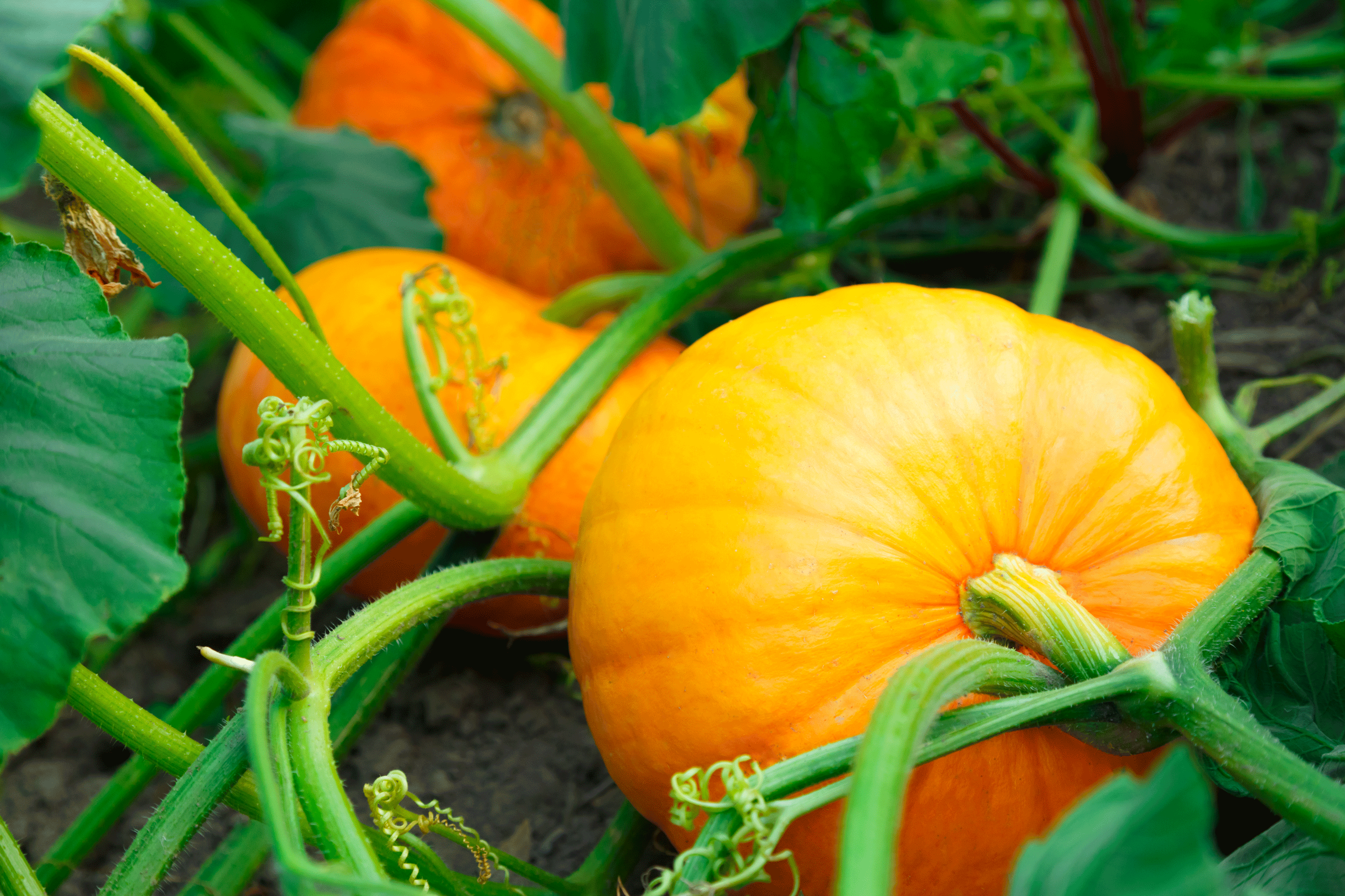 Tips For Growing Pumpkins