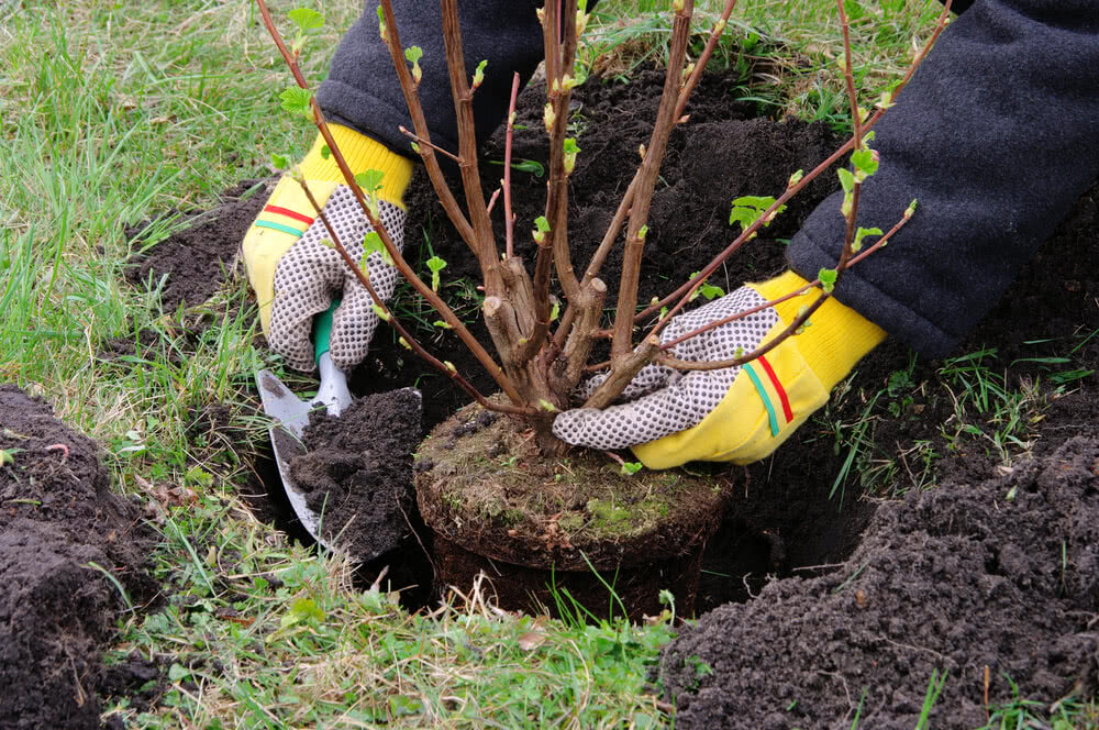 Essentials of Planting Shrubs and Small Trees