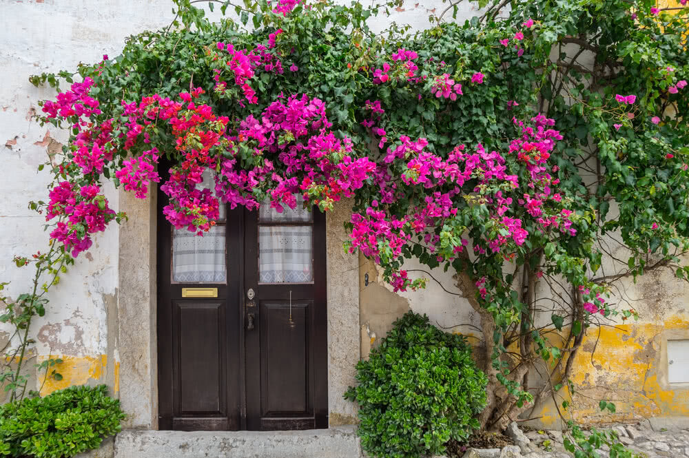 How to Grow Climbers and Creepers in your garden