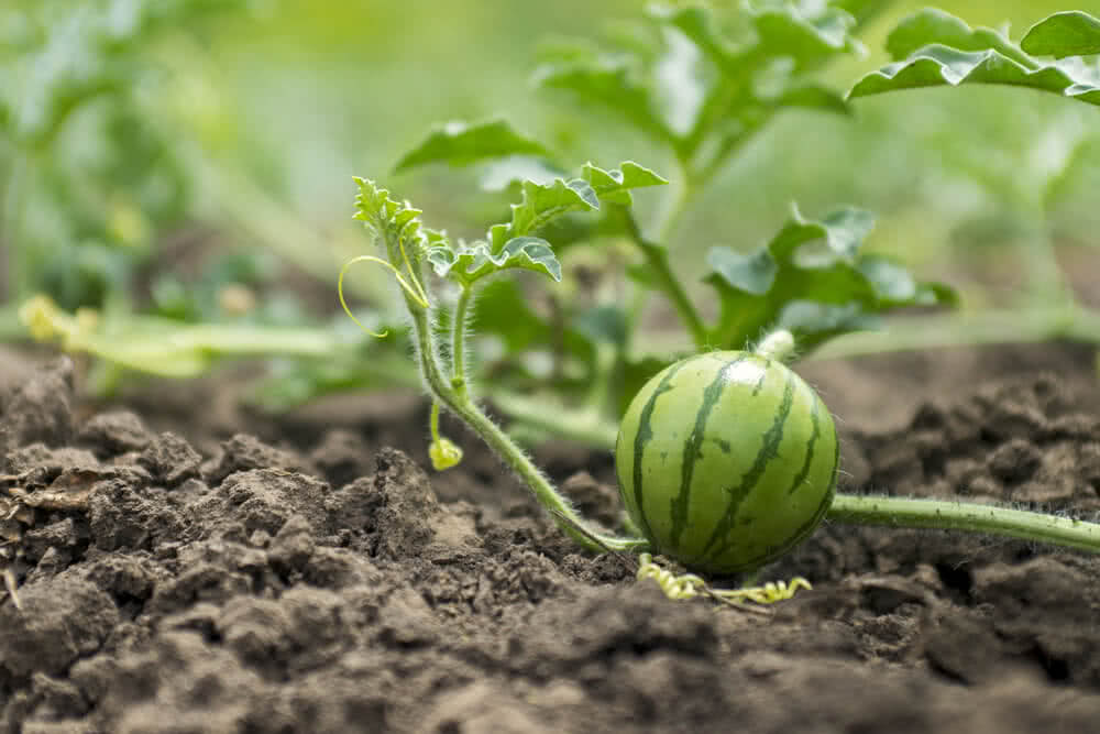 Growing watermelon