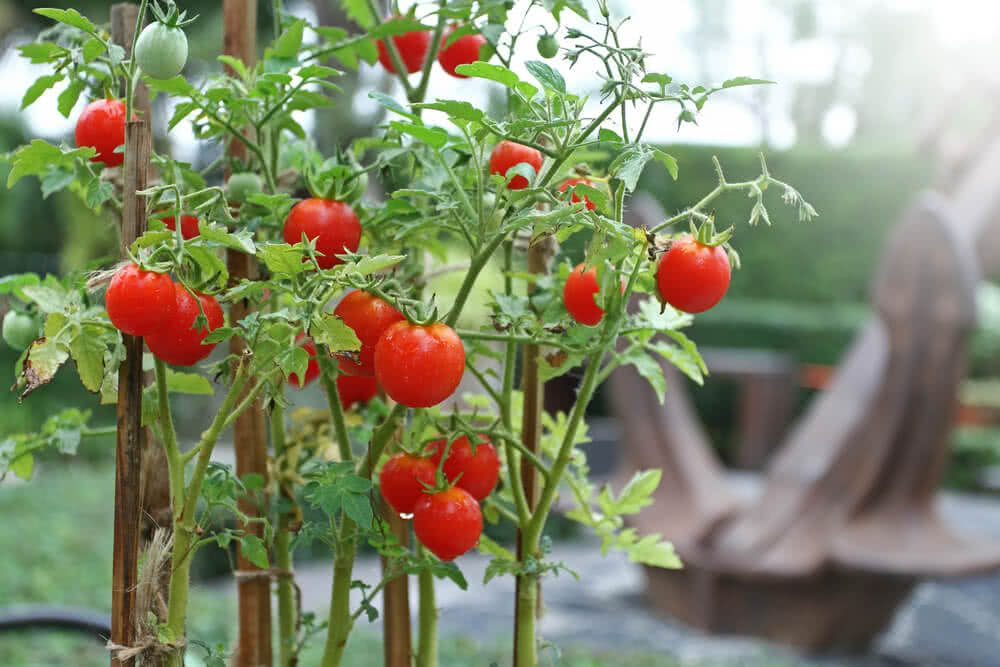 Growing Cherry Tomatoes