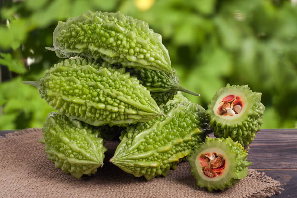 Growing Bitter Gourd