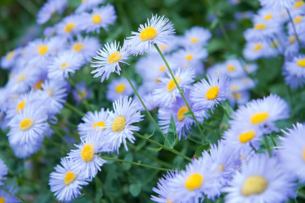 Growing Perennial Asters