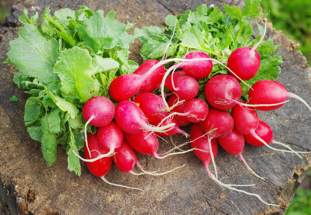 Growing Radish