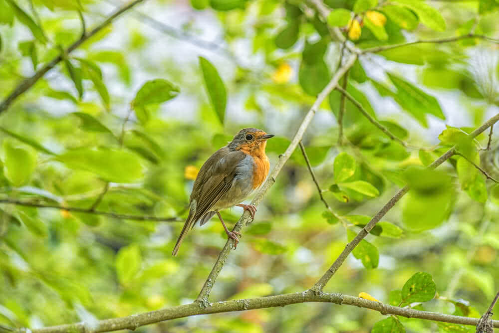 How to attract birds in your garden