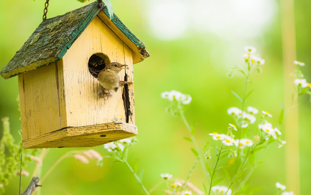 This Summer Let's Build a Birdhouse