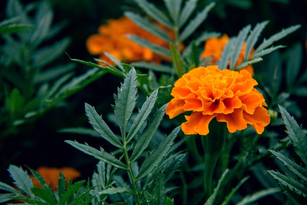 Why do you need Marigolds in your garden?