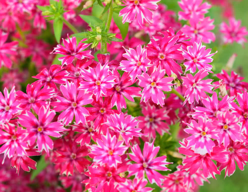 Summer flowers in India