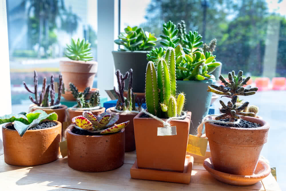 Finding Feng Shui With Cactus HousePlants