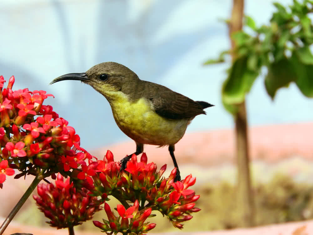 Flowers that attract Hummingbirds