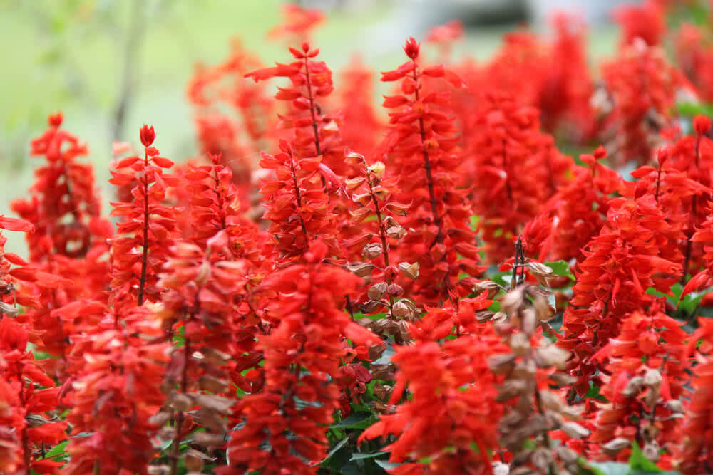 How to Grow Salvia Red