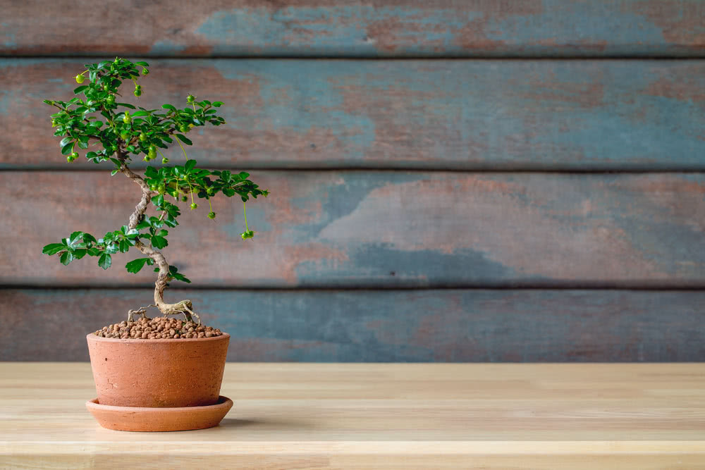 The Art of making Bonsai