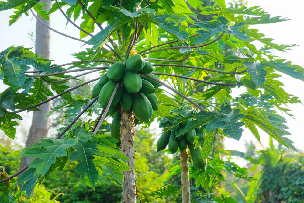 Growing Papaya Tree