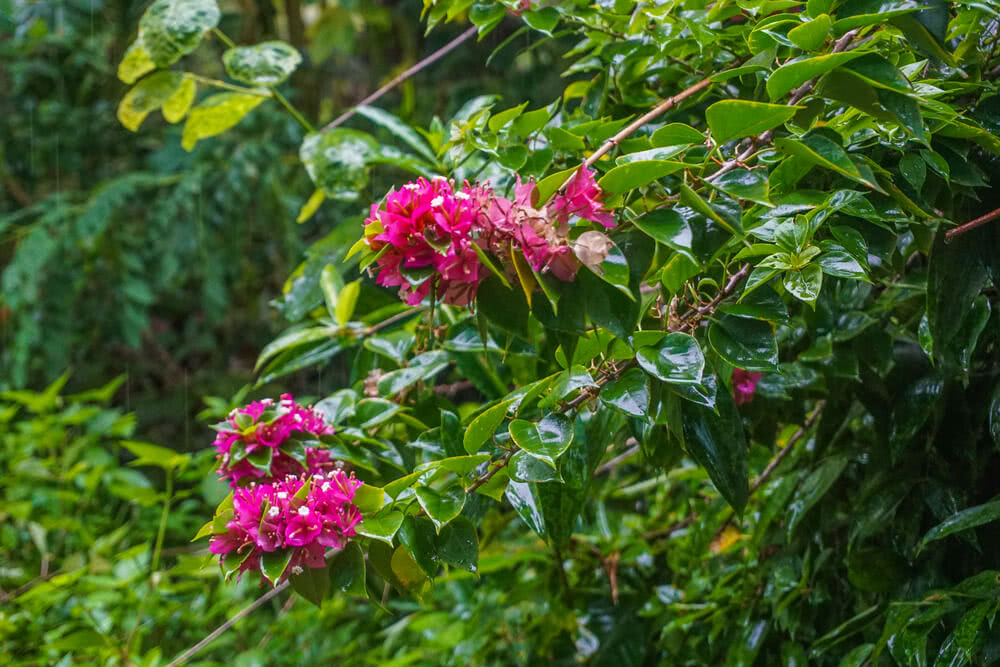 Gardening Tips: Easiest Ways to Maintain a Monsoon Garden