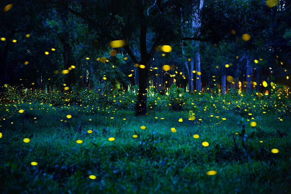 Love Fireflies? Attract Them to Your Yard This Summer