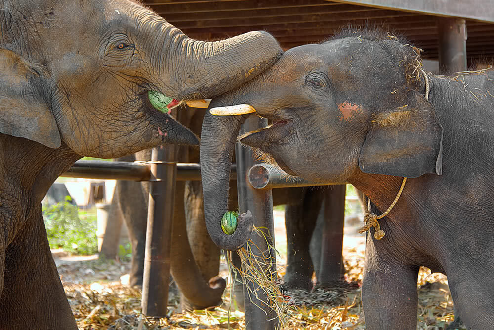 Elephants Are Beating the Heat With Watermelons, Aren't You?