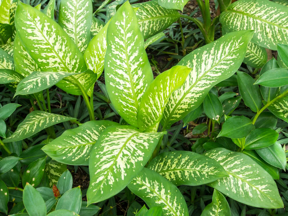 The Guide to growing Dieffenbachia Plants Indoors