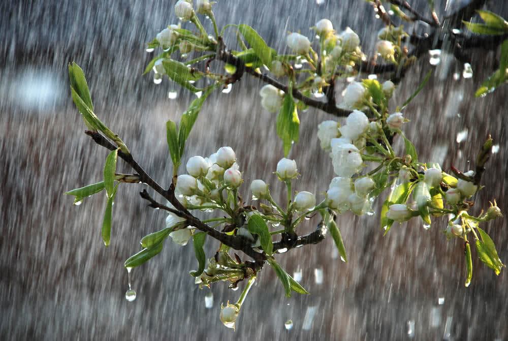 Gardening Tips to Prepare for Rainy Season