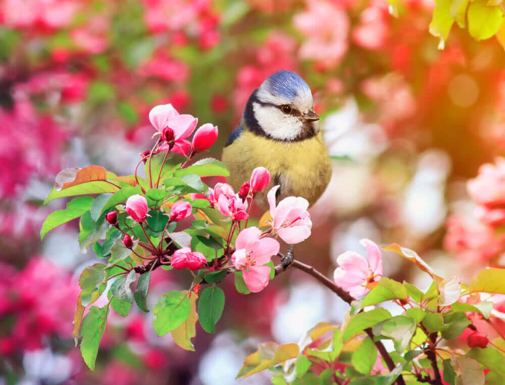 True Garden Friends - Beneficial Visitors of the Garden