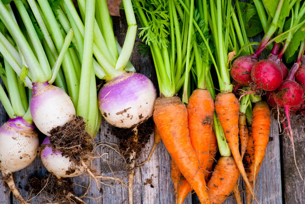 Growing Root Vegetables in Pots