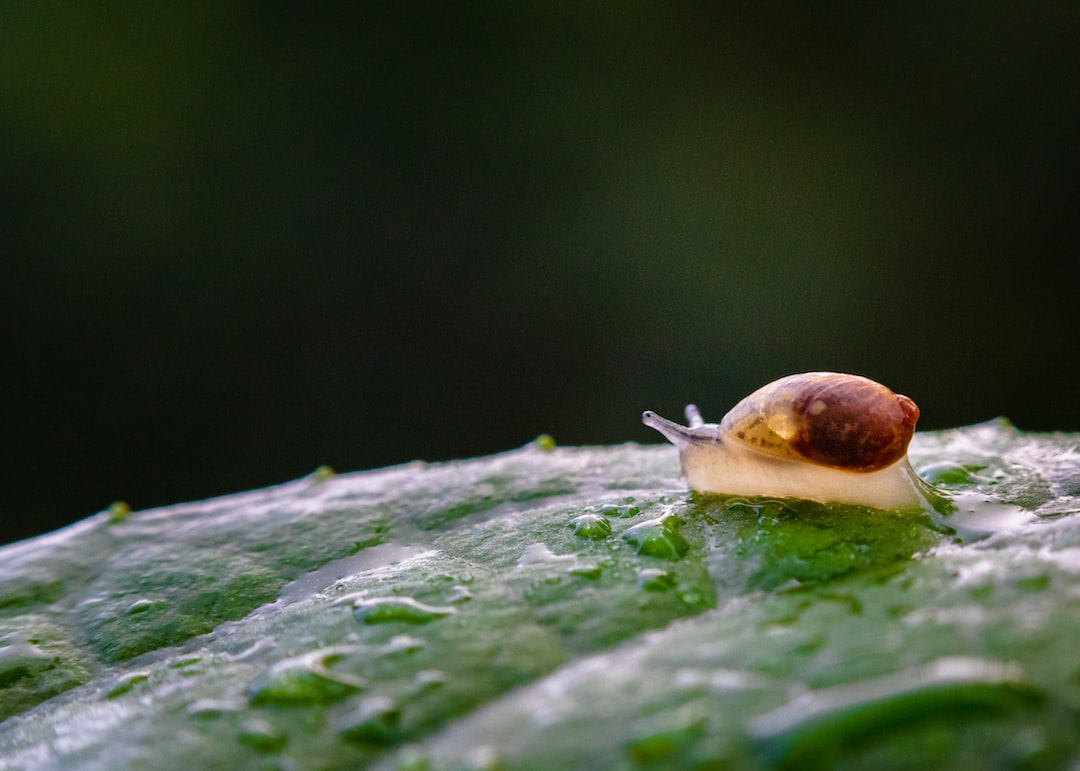 How to get rid of slugs with beer