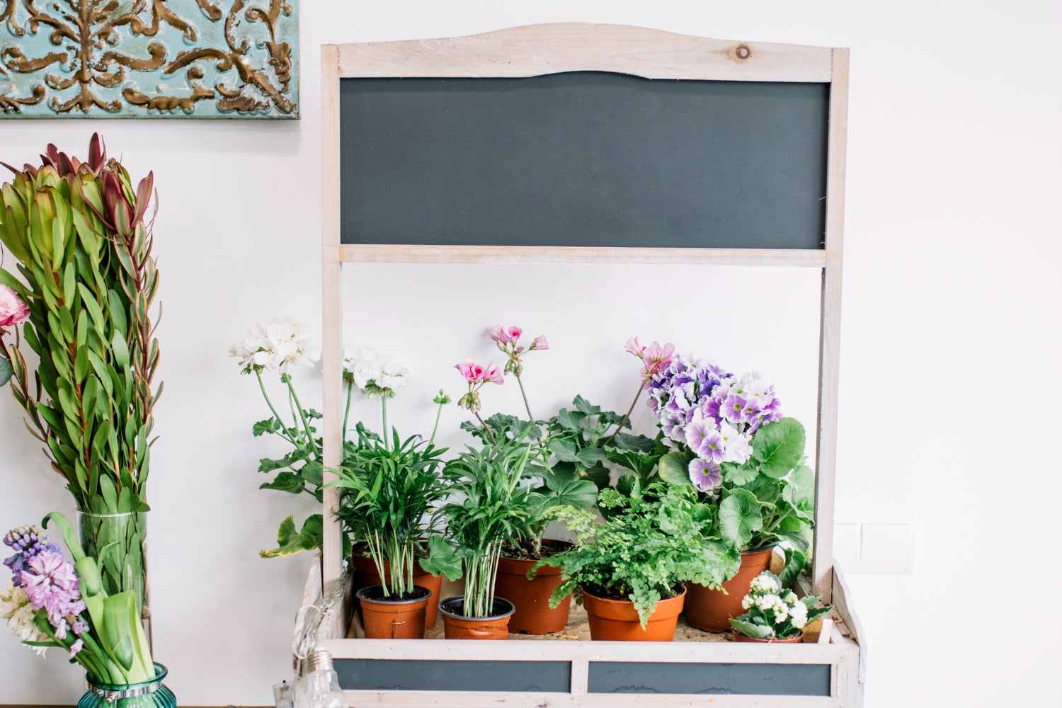 10 Indoor Flowering Plants for a Brighter Home