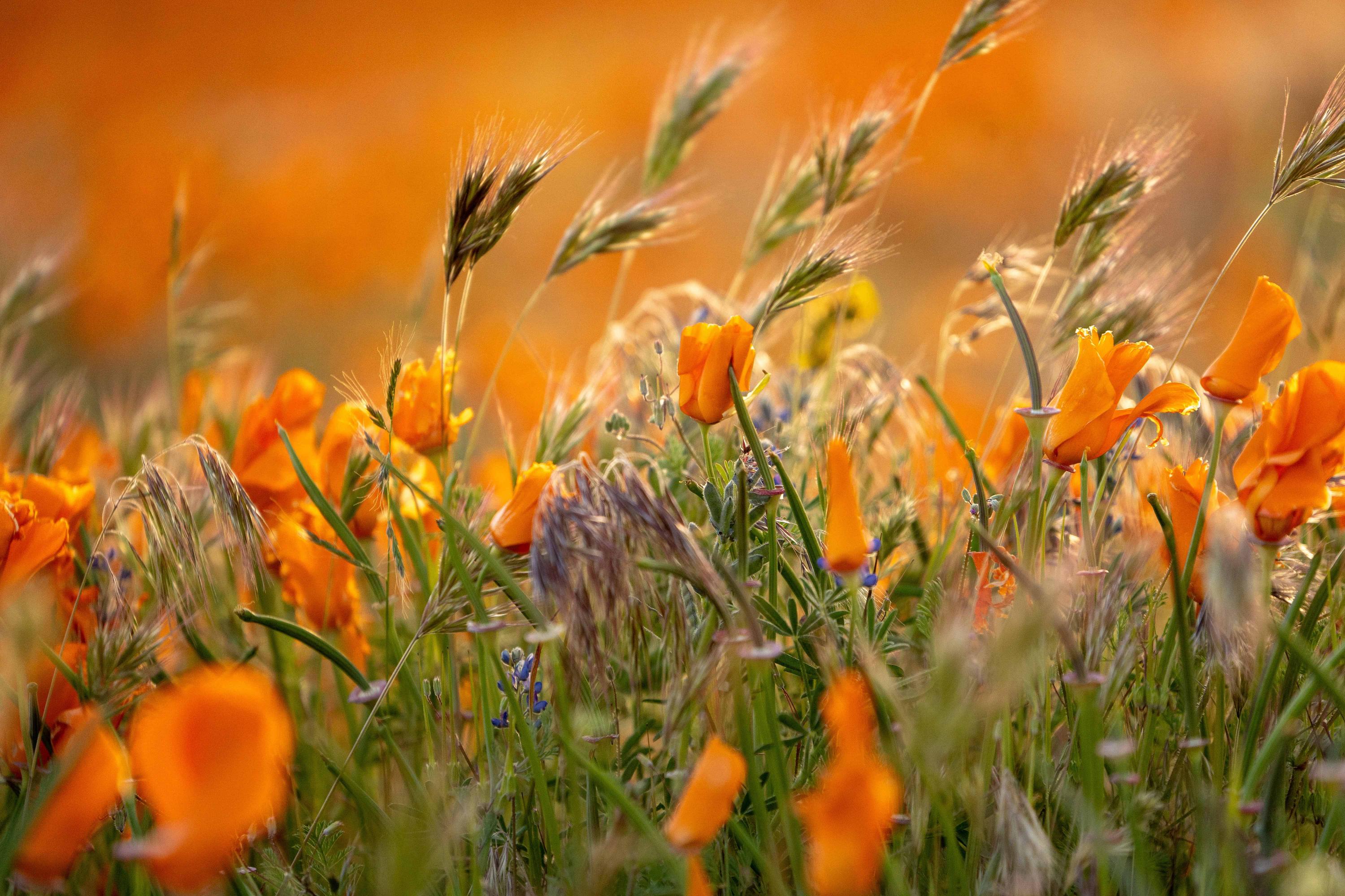 Winter flowers for Indian Gardens