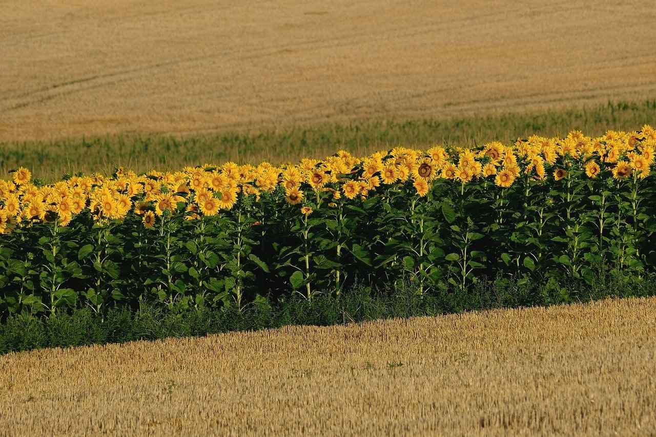 10 Summer Flowers and Foliage Plants to Grow