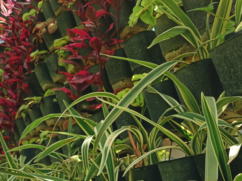 A Guide to Creating a Vertical Garden in Mumbai Apartments