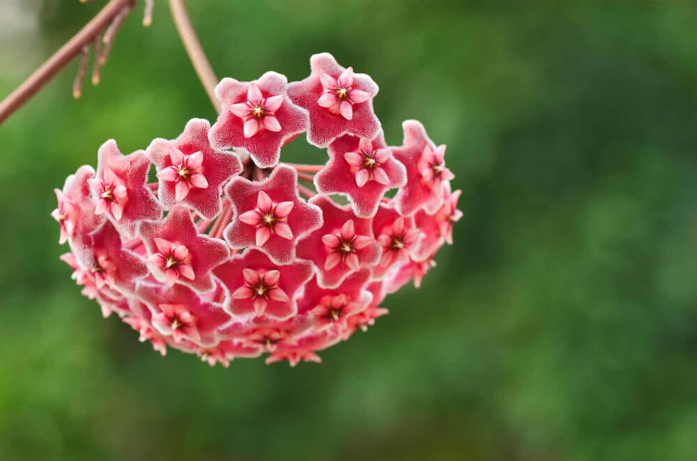 Say Hola to Hoya (Wax Plant, Porcelain Flower)